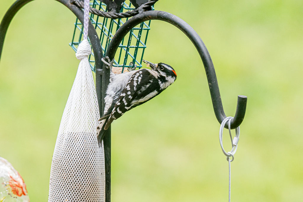 Backyard Birds NH-2248.jpg